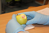 angebissener Apfel